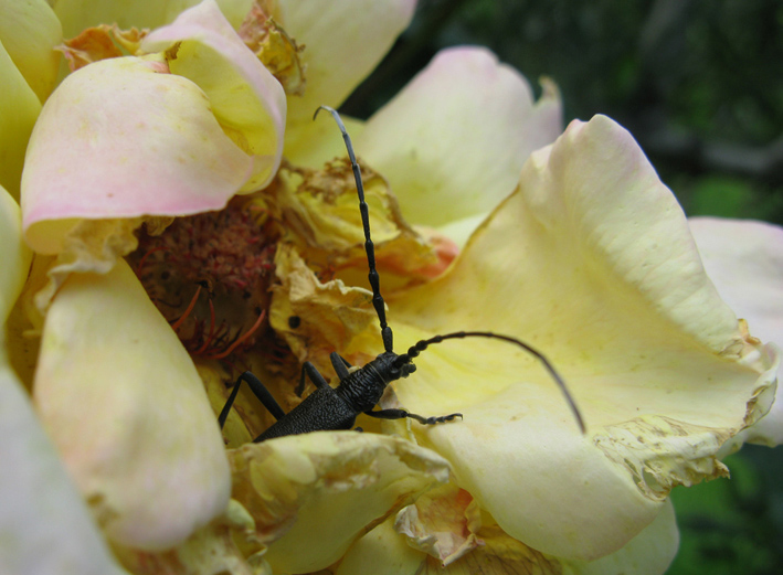 Cerambyx scopolii, Agapanthia sicula e A. Cardui